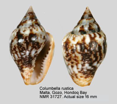 Columbella rustica (7).jpg - Columbella rustica(Linnaeus,1758)